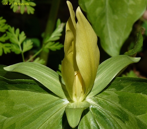 {Trillium luteum}